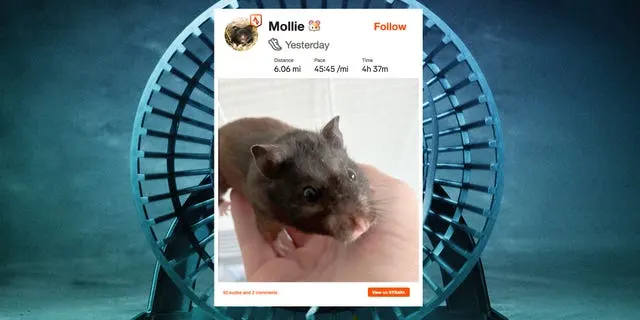 Một nhà vật lý chế bánh xe cho hamster để chạy 70 km mỗi tuần trên Strava